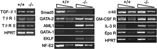 Fig. 9. Altered gene expression within Smad5−/−HPP-CFCs. / Macroscopic HPP-CFC colonies derived from day 6 wild-type and Smad5−/− EBs were individually plucked and mixed for RT-PCR examination. The arrows on the top of each photo represent the 10-fold dilution of samples.