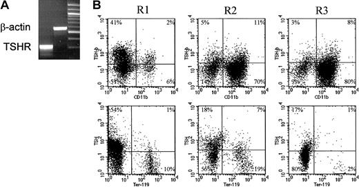 Fig. 5. Evidence for TSHR expression in murine BM. / (A) RT-PCR analyses of TSHR in whole BM cells indicates active expression of the TSHR gene. (B) Two-color flow cytometric analyses of BM cells in regions R1, R2, and R3 (Figure 1) stained with biotinylated recombinant TSHβ and for identification of TSHR+ cells and anti-CD11b indicate a preponderance of TSHR+ cells among the lymphocyte precursor population; the overall lack of TSHR staining for Ter-119 cells indicates that cells in the region R1 are not erythrocyte precursors. Data are representative of 2 to 4 experiments.