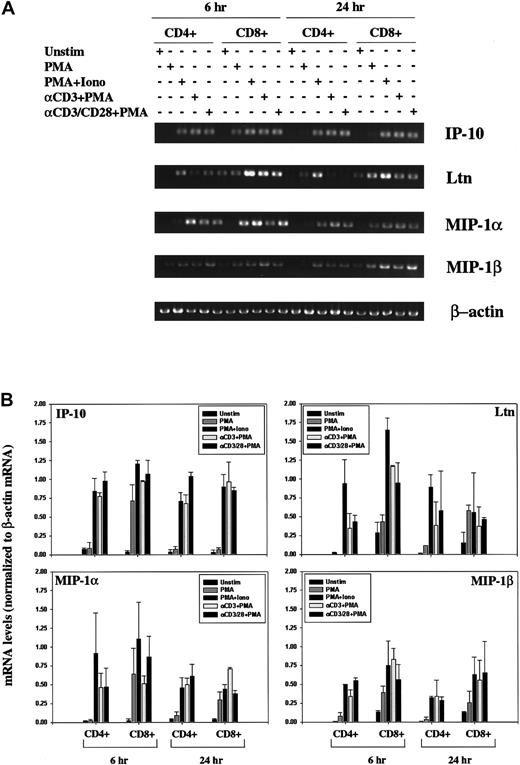 Fig. 2. Modulation of chemokine gene expression following T-cell activation. / (A) Human CD4+ and CD8+ T lymphocytes were unstimulated or stimulated for 6 hours or 24 hours PMA, PMA+Iono, soluble anti–(α-)CD3 mAb plus PMA, or α-CD3 plus soluble α-CD28 mAb plus PMA, as indicated. Total RNA was prepared using Trizol, quantitated using OD260, and analyzed by RT-PCR using IP-10, Ltn, MIP1α, MIP1β, and β-actin–specific primers, as outlined in “Materials and methods.” (B) IP-10, Ltn, MIP1α, and MIP1β bands were quantitated and values normalized to β-actin mRNA levels using ImageQuant software and are graphically represented. Shown are mean values ± SEMs of 2 experiments performed using isolated CD4+ and CD8+ T lymphocytes from different human donors.