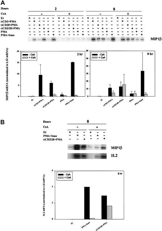 Fig. 4. Calcineurin- and activation-dependent regulation of MIP-1β and IL-2 mRNA. / MIP-1β (A-B) and IL-2 (B) mRNA levels were assessed by RPA in human PBLs. (A) Cells were treated for 2 and 8 hours with ethanol diluent, α–CD3+PMA, α–CD28+PMA, α–CD3/28+PMA, PMA, or PMA+Iono (Figure2) in the absence or presence of CsA as indicated. (B) Cells were treated for 8 hours with ethanol diluent, α–CD3/28+PMA, or PMA+Iono in the absence or presence of CsA as indicated. Results of 1 of 3 separate experiments, each using cells from different donors, are shown.