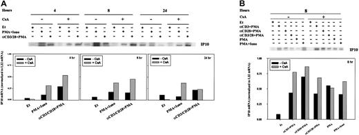 Fig. 6. Regulation of IP-10 mRNA by CsA. / IP-10 mRNA levels were assessed by RPA in human PBLs. (A) Cells were treated for 4, 8, and 24 hours with ethanol diluent, PMA+Iono, anti-CD3, or anti-CD28 mAb (α-CD3/28) plus PMA, in the absence or presence of CsA as indicated. (B) Cells were treated for 8 hours with ethanol diluent, α–CD3+PMA, α–CD28+PMA, α–CD3/28+PMA, PMA, or PMA+Iono in the absence or presence of CsA as indicated. RPA was carried out as outlined in “Materials and methods.” IP-10 bands were quantitated and values normalized to L32 mRNA levels using ImageQuant software and are graphically represented. Results of 1 of 3 representative experiments, performed using human PBLs from different human donors, are shown.