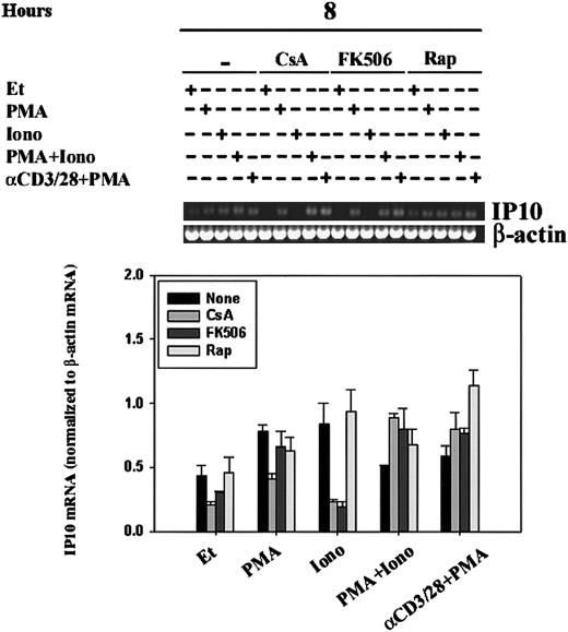Fig. 7. Regulation of IP-10 mRNA by CsA, FK506, and rapamycin. / IP-10 mRNA levels were assessed by RT-PCR in human PBLs. Human PBLs were stimulated for 8 hours with ethanol diluent, PMA, Iono, PMA+Iono, or α–CD3/28+PMA in the absence or presence of CsA, FK506, or rapamycin (Rap). RT-PCR, using IP-10– and β-actin–specific primers, was carried out as outlined in “Materials and methods.” (A) Results of 1 experiment representative of 2 performed using human PBLs from different human donors are shown. (B) IP-10 bands were quantitated, and mean values ± SEMs of 2 experiments normalized to β-actin mRNA levels using ImageQuant software are graphically represented. Ionomycin-driven attenuation of IP10 mRNA by CsA and FK506, but not that of rapamycin, was significant (P < .05).