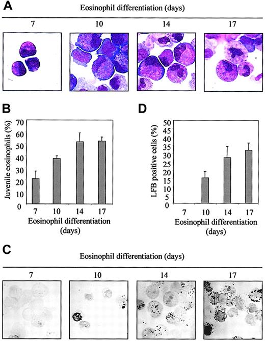 Fig. 1. Eosinophil differentiation from CD34+ cells ex vivo. / Isolated CD34+ cells from cord blood were cultured in presence of SCF, FLT-3, GM-CSF, IL-3, and IL-5 for 3 days (as described in “Materials and methods”). After 3 days of differentiation cells were cultured in the presence of IL-3 and IL-5 only. After 7, 10, 14, and 17 days of differentiation, cytospins were made and (A) were stained with the May-Grünwald-Giemsa solution. (B) The percentage of juvenile eosinophils is expressed as an average ± SEM of 4 individual experiments on each day. (C) Cytospins were also stained with LFB for 2 hours after fixation with dry acetone. (D) The percentage of LFB-positive cells is expressed as an average ± SEM of 4 individual experiments on each day.