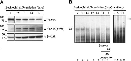 Fig. 2. STAT5 expression and activation during eosinophil differentiation. / (A) Protein lysates were prepared from CD34+ cells, and cells differentiated toward eosinophils for 7, 10, 14, and 17 days. Western Blot analysis was performed with an N-terminal antibody against STAT5 (top panel), an antibody against tyrosine-phosphorylated STAT5 (middle panel), and as a control for equal loading with an antibody against β-actin (bottom panel). The experiment shown is representative of 3 additional experiments. (B) Nuclear extracts were prepared from differentiating eosinophils at days 7, 10, 14, and 17. Nuclear extracts were analyzed by EMSA using a 32P-labeled β-casein probe. Competition experiments were performed with an unlabeled β-casein probe in lane 6 and with a nonspecific probe in lane 7. Supershift analysis was performed with nuclear extracts prepared from differentiating eosinophils stimulated with IL-5 for 15 minutes, with antibodies against STAT5, STAT3, and STAT1, respectively (lanes 9-11). The experiment shown is representative of 3 individual experiments.
