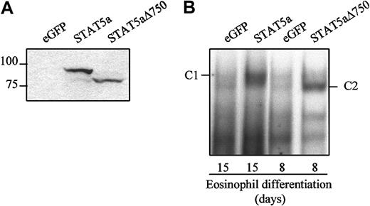 Fig. 3. Expression and activation of STAT5a in transduced cells. / (A) Protein lysates were prepared from CD34+ cells transduced with eGFP, STAT5a, or STAT5aΔ750, and Western blot analysis was performed with an N-terminal antibody against STAT5. (B) Nuclear extracts were made of cells transduced with eGFP, STAT5a, or STAT5aΔ750 after either 15 or 8 days of eosinophil differentiation. Cells were starved of cytokines for 16 hours before stimulation with or without IL-5 for 15 minutes. Nuclear extracts were analyzed with EMSA using a 32P-labeled β-casein probe.