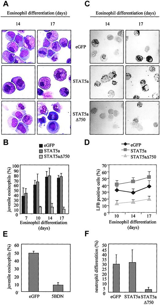 Fig. 5. Regulation of eosinophil differentiation by STAT5. / CD34+ cells were transduced with eGFP, STAT5a, or STAT5aΔ750. After 14 and 17 days of differentiation, transduced cells were separated from the nontransduced cells, and cytospins were made. (A) Cytospins were stained with May-Grünwald-Giemsa solution. (B) Eosinophil differentiation was expressed as a percentage of juvenile eosinophils. Data are expressed as averages ± SEMs of 5 independent experiments. (C) Cytospins were fixed with dry acetone for 10 minutes before they were stained with LFB for 2 hours. (D) The percentage of LFB-positive cells was determined by microscopy, and data are expressed as averages ± SEMs of 5 individual experiments. (E) CD34+ cells were transduced with eGFP or dominant-negative STAT5b (5BDN). After 14 days of differentiation, cytospins were made of eGFP-positive cells and stained with May-Grünwald-Giemsa solution. The percentages of juvenile eosinophils are expressed as averages ± SEMs of 3 independent experiments. (F) CD34+ cells transduced with eGFP, STAT5a, or STAT5aΔ750 were differentiated toward neutrophils. After 17 days of differentiation, eGFP-positive cells were sorted, and cytospins were made and stained with May-Grünwald-Giemsa solution. Neutrophil differentiation is expressed as the percentages of cells consisting of banded or segmented nuclei. Data are expressed as averages ± SEMs of 3 independent experiments.