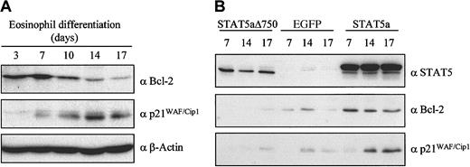 Fig. 6. Regulation of STAT5 target genes during eosinophil differentiation. / (A) Protein lysates were prepared from CD34+ cells differentiated toward eosinophils for 3, 7, 10, 14, and 17 days. Western blot analysis was performed with antibodies against Bcl-2 (top panel) and p21WAF/Cip1 (middle panel) and as a control for equal loading with an antibody against β-actin (bottom panel). The experiment shown is representative of 3 independent experiments. (B) CD34+ cells were transduced with eGFP, STAT5a, or STAT5aΔ750. After 7, 14, and 17 days of differentiation, eGFP-positive cells were sorted, and protein lysates were prepared and analyzed by Western blotting.