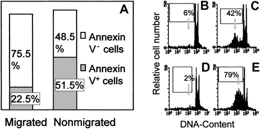 Fig. 1. Survival of transendothelial migrated and nonmigrated cells without growth factors. / PBMCs were allowed to transmigrate overnight across HUVEC monolayers. After 72 hours of culture, nonmigrated and migrated cells were stained with FITC–annexin V (A) or with 50 μg/mL PI solution (B-C). PI staining of freshly isolated PBMCs (D) and of cells treated for 24 hours with 0.5 μg/mL of the anti–Fas mAb CH-11 (E) was also performed. Samples were then analyzed on a FACSort and results plotted as a percentage of annexin V+ cells (A) or as log red fluorescence intensity (au) for PI, versus number of cells (B, migrated cells; C, nonmigrated cells; D, freshly isolated PBMCs; E, CH-11–treated cells). Arrows in panels B-E indicate DNA content less than 2n (apoptotic cells). One representative experiment of 6 is shown.