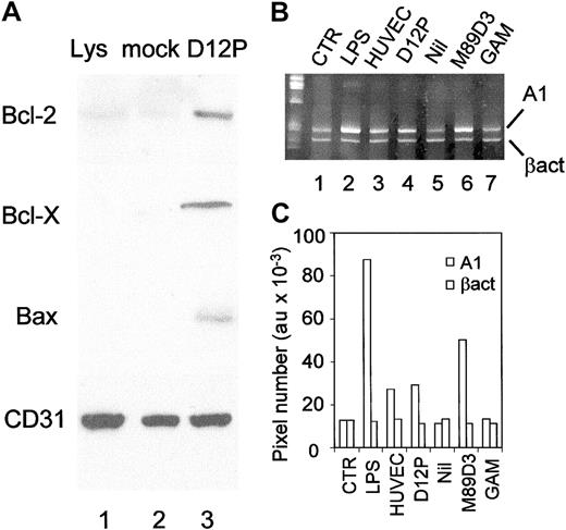 Fig. 6. Regulation of Bcl-2, Bcl-X, A1, and Bax in CD34+ cells upon PECAM-1 interactions. / (A) Cells were allowed to adhere to PECAM-1+ transfectants (D12P, lane 3) or to mock-transfected NIH3T3 fibroblasts (mock, lane 2) for 30 minutes, cultured for 36 hours, lysed, and 50 μg of protein per lane was loaded and run on a 12% SDS-PAGE. Lys (lane 1) shows cells before adhesion. After electrotransfer, samples were blotted with the specific anti–Bcl-2, Bcl-X, Bax, and anti–PECAM-1/CD31 mAbs, followed by GAM-HRP, and developed with ECL plus (Amersham). One representative experiment of 4 experiments performed is shown. (B) Normalized aliquots of total RNA were extracted from cells before (CTR, lane 1) or after migration through HUVECs (lane 3), D12P (lane 4), naked filters (lane 5), or upon cross-linking of PECAM-1/CD31 with the specific M89D3 mAb (lane 6), or with control Ig followed by GAM (lane 7). Lane 2: cells treated with 100 ng/mL LPS. Amplification was then performed by PCR with the specific primers for A1 or β-actin and PCR products were size-fractionated by 8% acrylamide electrophoresis. (C) Bands corresponding to A1 or β-actin in panel B were subjected to densitometric analysis and results expressed as pixel number (au).