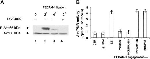 Fig. 7. Engagement of PECAM-1 leads to Akt activation. / (A) Akt activation evaluated by Western blot with mAbs recognizing unphosphorylated (Akt; bottom) or phosphorylated Akt (P-Akt; top) in purified CD14+CD34+ cells after 2 minutes (lanes 2 and 4) or 4 minutes (lane 3) upon PECAM-1 ligation (incubation with 5 μg/mL of the specific anti–PECAM-1 mAb followed by 10 μg/mL GAM). Lane 1 shows untreated cells (exposed to GAM alone); lane 4, cells exposed to the PI-3K inhibitor LY294002. (B) Akt activation in cell lysates of CD14+CD34+ cells assessed with the Akt assay kit, using the specific substrate and32γATP, after immunoprecipitation with anti–Akt antibody. CTR represents untreated cells. Ig+GAM, cells incubated with murine Ig plus GAM. PECAM-1 ligation was obtained as indicated above in the absence (nil) or in the presence of LY294002, wortmannin, rapamycin, or PD98059. Results are expressed as cpm ×10−3, means ± SDs of 4 independent experiments.