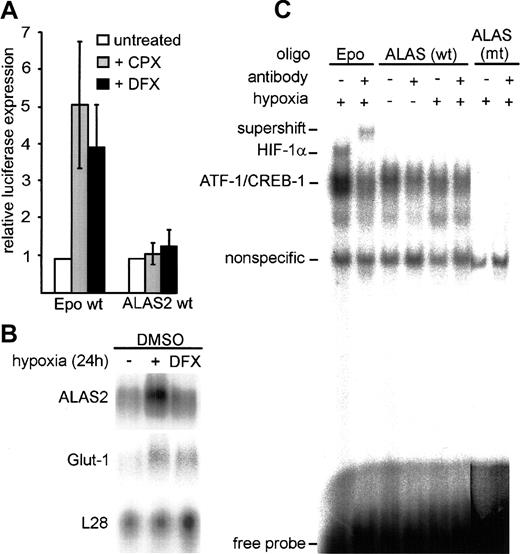 Fig. 2. HIF-1 independence of hypoxic up-regulation of ALAS2. / (A) Firefly luciferase reporter gene constructs, containing either 3 copies of wild-type erythropoietin 3′ enhancer–derived HBSs or a wild-type ALAS2 promoter fragment (pTH10) were transiently transfected into HeLa cells with or without the addition of the iron chelators DFX and CPX. Cells were cultured for 16 hours under normoxic conditions. Results were normalized as described in Figure 1D. Mean ± SD of 3 independent transfections are shown. (B) Northern blot of DMSO-treated MEL cells cultered under normoxic conditions, with the addition of DFX, or under hypoxic conditions. The ribosomal protein L28 cDNA probe was used as a control for loading and transfer efficiency. (C) DNA-binding assays of nuclear extracts derived from HeLa cells cultured under normoxic or hypoxic conditions for 24 hours. HIF-1 DNA-binding activity was determined in nuclear extracts (5 μg) by means of oligonucleotide probes containing the predicted ALAS2 HBS or an erythropoietin 3′ enhancer–derived HBS. The specificity of HIF-1 DNA binding was confirmed by supershift analysis with the use of the anti–HIF-1α monoclonal antibody mgc3.25 wt indicates wild type; mt, mutant.