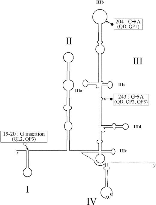 Fig. 1. Locations of the nucleotide mutations in the HCV IRES. / Scheme of the secondary structure of the HCV IRES, showing the locations of the nucleotide mutations in IRES elements of sequenced quasispecies studied. The secondary structure prediction and loop numbering are based on those of Honda et al46; the coding sequence is represented by a dotted line, and the initiator AUG codon is represented in stem-loop IV. All quasispecies mutations are depicted by arrows preceded by ● for substitution, and ○ for insertion. Clone identifications are shown in parentheses.