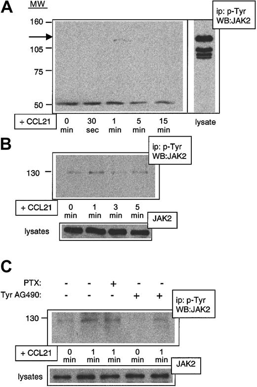 Fig. 5. Rapid Gαi-independent phosphorylation of Jak2 after stimulation with CCL21 in primary mouse lymphocytes. / Freshly isolated or activated mouse lymphocytes were exposed to CCL21 for indicated times, and lysates were immunoprecipitated with anti–PTyr Ab and developed in Western blot with anti–Jak2 Ab (WB:JAK2). (A) CCL21-induced Jak2 phosphorylation in freshly isolated lymphocytes. The arrow indicates the position of Jak2. At the bottom of the blot, a nonspecific band is shown to indicate equal loading of protein in each lane. (B) CCL21-induced Jak2 phosphorylation in activated lymphocytes. Activation was carried out as described in “Materials and methods.” As a control for equal amount of Jak2 in each lysate, 15 μg of each lysate was directly developed with anti–Jak2 Ab. (C) CCL21-induced Jak2 phosphorylation can be blocked by Tyr AG490 but not by PTX. Activated lymphocytes were exposed to CCL21 for indicated times after pretreatment for 2 hours with either PTX (0.1 μg/mL) or Tyr AG490 (100 μM). Equal loading was controlled as described in the legend to panel B. MW indicates molecular weight (kDa); ip, immuno-precipitating Ab.