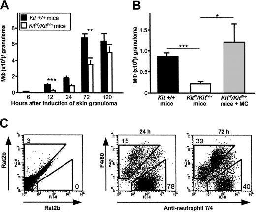 Fig. 1. Early MΦ recruitment to PAG-induced cutaneous granulomas is MC dependent. / The absence of MCs in KitW/KitW-vmice results in impaired recruitment of MΦ to early CGs developing at sites of subcutaneous delivery of PAG. (A) Time course of MΦ recruitment to CGs after PAG injection inKit+/+ andKitW/KitW-v mice. Data were pooled from 8 or more mice per genotype and time point–tested in at least 4 independent experiments. (B) Migration of MΦ to granulomas inKitW/KitW-v mice 12 hours after induction is repaired by reconstitution of the dermis with connective tissue–type MCs obtained from Kit+/+ mice. Data were pooled from 8 or more mice per genotype in 2 independent experiments. Data in panels A and B are shown as means ± SEMs (× 106 cells/granuloma). In 1A and 1B, *P < .05, **P < .005, ***P < .001. (C) Characteristic surface staining with anti–MΦ F4/80 and anti–PMN 7/4 mAb of leukocytes recovered from 24- and 72-hour-old granulomas of normal Kit+/+ mice revealed 2 distinct populations, namely PMNs (7/4+) and MΦ (F4/80+). Numbers reflect F4/80+/7/4− cells and 7/4+/F4/80− cells in percent of total cells. One experiment representative of at least 8 independent analyses is shown.