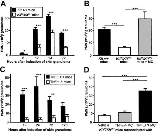 Fig. 3. Neutrophil recruitment to PAG-induced granulomas is dependent on MC-derived TNFα. / (A) Time course of PMN influx after injection of PAG inKit+/+ and KitW/KitW-vmice. Data were pooled from 10 or more mice per genotype and time point–tested in at least 7 independent experiments. (B) Impaired recruitment of PMNs to CGs inKitW/KitW-v mice is MC dependent. The dermis of KitW/KitW-v mice was reconstituted with connective tissue–type MCs from normalKit+/+ mice before PAG injection, and PMN numbers were determined 12 hours after injection of PAG. Data were pooled from 8 or more mice per genotype in at least 4 independent experiments. (C) PMN recruitment in cutaneous granuloma formation is strongly dependent on the presence of TNFα. Numbers of infiltrating PMNs were determined in PAG-injected skin of mice deficient in TNFα and in wild-type mice. Data were pooled from 5 or more mice per genotype and time point in 3 independent experiments. (D) PMN recruitment was fully restored in skin of TNF+/+ MC-reconstitutedKitW/KitW-v mice. Before PAG injection, the dermis of KitW/KitW-vmice was reconstituted with MCs from TNFα+/+ mice or TNFα-deficient mice, and numbers of PMNs were assessed 12 hours thereafter. Data were pooled from 8 or more mice per genotype in 2 independent experiments. All data in Figure 3 are shown as means ± SEMs (× 106 cells/granuloma). For all panels in Figure3, *P < .05, ***P < .005, ***P < .001.