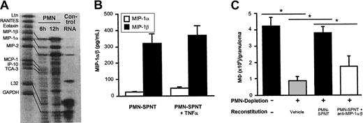 Fig. 5. MIP-1α/β released by PMNs is responsible for MΦ influx into cutaneous granulomas. / (A) Expression of the chemokines MIP-1α, MIP-1β, and MIP-2 by PMNs from early CGs (6 hours and 12 hours old) was found using the RNAse protection assay (PharMingen). One of 2 experiments with similar results is shown. Lane 1 shows the template set; lanes 2 and 3, PMN RNA; lane 4, control RNA provided by the manufacturer. (B) Production of MIP-1α and MIP-1β was determined in supernatants of 2 × 106 PMNs in fully supplemented media after 18 hours. Chemokine production was enhanced in TNFα-treated PMNs (n = 5). In panel C, groups of 3 C57BL/6 mice were depleted of PMNs using mAb 7/4 as shown in Figure 4D, and CGs were reconstituted locally twice daily with either vehicle alone or PMN supernatant (PMN-SPNT) or PMN-SPNT that was pretreated with anti–MIP-1α and anti–MIP-1β for 30 minutes. MΦ numbers were determined after 48 hours and expressed as means ± SEMs (106 cells/granuloma). *P < .05. Data are pooled from 6 mice per group from 2 independent experiments.