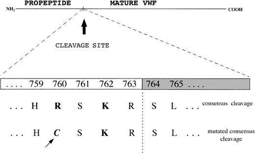 Fig. 5. Consensus sequence for the cleavage site of propeptide from mature VWF by the processing enzyme PACE-furin, characterized by a functionally important Lys (K) at position −2 and Arg (R) at position −4 upstream of the cleavage site (R-S). / The Cys2527Thr mutation falls at position −4 and changes the Arg to a Cys.
