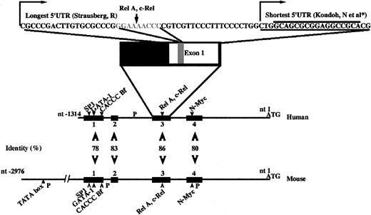 Fig. 1. Consensus regions in human and mouse genomic organization of the 5′ end region upstream of initiation start ATG. / Black boxes indicate regions of homology in the genomic sequence upstream of the translation start site, within both species, human and mouse. Numbers indicate the percentage of identity. Arrowheads show the consensus position of potential transcription factors binding sequences identified in both mouse and human sequences. “P” indicates potential promoter sites. In the third consensus region, the sequence of the 2 5′ UTRs described by Strausberg (GenBank accession no. BC000023) and Kondoh et al (GenBank accession no. NM_001022)25 is indicated. Arrows indicate the 2 transcriptional starts. The gray characters in exon 1 indicate the binding site for a potential κB element, Rel-A, c-Rel.