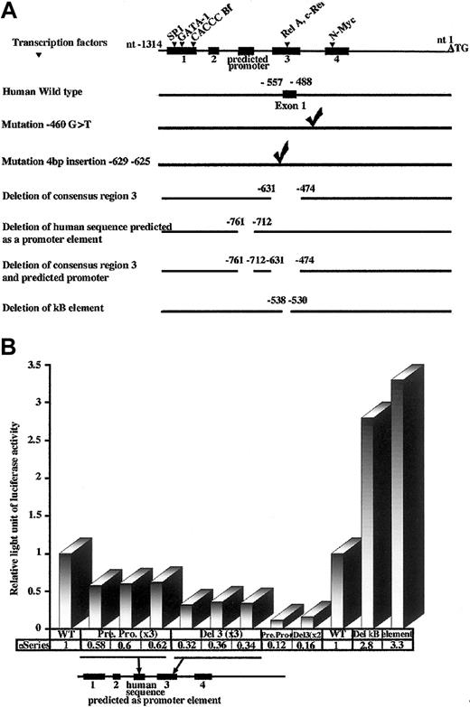 Fig. 2. Deletions made in the 5′ end upstream of initiation start ATG in the human RPS19 gene and measured promoter activities. / (A) We identified 4 consensus regions (▪) between the mouse and human 5′ sequence upstream of the initiation start ATG. The human genomic sequence upstream of the translational initiation start site is represented as the black line at the top of the panel. The predicted promoter found in the human sequence between the second and third consensus regions is also indicated. The consensus binding motifs for putative transcription factors in the consensus regions 1, 3, and 4 are noted with arrowheads. We cloned the full-length human 5′ end (wild-type RPS19 gene at the top of the panel and mutants below) in a promoterless pGL3 vector, which contained a luciferase reporter gene. The 2 mutations found in patients affected by DBA in the 5′ sequence upstream of the translational initiation start site were also cloned into pGL3 vector. Their positions are indicated. We deleted each of the consensus regions, the predicted promoter, both in a same construct the predicted promoter and the consensus region 3, and finally the putative κB element in the consensus region 3. The number of the flanking nucleotide indicates the location of each construct. (B) We measured the activity of the luciferase reporter gene (y-axis) driven by RPS19 5′ end wild-type (WT) and mutated constructs: deletion of the human predicted promoter (Pre Pro), deletion of the consensus region 3 (Del 3), deletion of both consensus region 3 and predicted promoter (Pre Pro+Del 3), deletion of binding motif for potential transcription factors from the NF-κB/Rel family (Del κB element). When we deleted the RPS19 human gene predicted promoter (Pre Pro, 3 clones each tested in 3 independent experiments), we observed a 40% decrease in luciferase reporter gene activity compared with wild-type RPS19 gene. After deletion of the consensus region 3 (Del 3, 3 clones each tested in 3 independent experiments), we obtained a greater decrease in luciferase reporter gene activity (decrease of 66%). More importantly, when we deleted both the predicted promoter and consensus region 3 (Pre Pro+Del 3, 2 clones in 2 independent experiments), we noted an even larger decrease in the luciferase reporter gene (decrease of 86%). The positions of Pre Pro and Del 3 deletion in the 5′ flanking human region upstream of initiation start are indicated at the bottom of the panel. To investigate transcription factors, which may regulate theRPS19 gene promoter activity in the third consensus region, we measured the luciferase reporter gene (y-axis) driven by humanRPS19 in which we deleted the binding motif for potential transcription factors c-Rel/Rel-A (Del κB element, clones 1 and 2). Unexpectedly, the luciferase reporter gene activity was not decreased but in fact increased 3-fold compared with the wild-typeRPS19 gene. Data from individual experiments are shown.