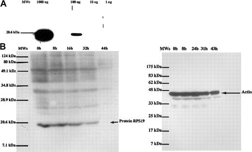 Fig. 4. RPS19 protein expression during terminal erythroid differentiation. / (A) We tested the sensitivity of our antibody raised in chicken-against-mouse recombinant His-tagged RPS19 protein to detect the recombinant protein. The antimouse RPS19 was able to readily detect 100 ng of recombinant RPS19 protein. A molecular weight standard (MWs) was loaded in the first lane. (B) RPS19 protein expression in FAV cells during terminal erythroid differentiation. As with RPS19 mRNA expression, RPS19 protein expression also decreased during terminal erythroid differentiation. The arrow indicates the location of the RPS19 protein in the gel. The expression of actin during the same time course of terminal erythroid differentiation is shown in the right panel. In contrast to the marked reduction in RPS19 protein expression during the late stages of erythropoiesis, the level of actin expression showed little change. MWs was loaded in the first lane, and the positions of the molecular weights are indicated above lanes.