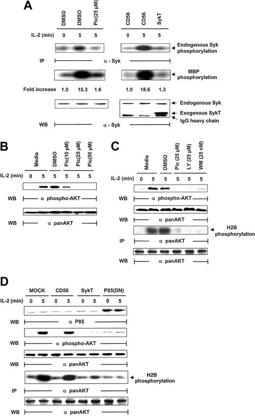 Fig. 2. Inhibition of IL-2–induced Akt function by inactivating Syk. / (A) IL-2–starved NK92 cells were treated with piceatannol or DMSO or infected with recombinant vaccinia virus encoding SykT or CD56 irrelevant control gene. Cells were then stimulated with IL-2 and analyzed for Syk protein kinase activation. The same membrane was probed with anti-Syk to check for equal loading. (B) NK92 cells were treated with 10, 25, or 50 μM piceatannol or DMSO were stimulated with IL-2 and analyzed for Akt phosphorylation with Ser473-specific antibody. The same membrane was stripped and reprobed with anti–pan-Akt to check for equal loading. (C) NK92 cells treated with piceatannol, LY294002, wortmannin, or DMSO were stimulated with IL-2 before Western blot analysis of Akt phosphorylation Akt kinase activation with histone H2B as the substrate. The same membrane was probed with anti–pan-Akt to check for equal loading. (D) NK92 cells infected with recombinant vaccinia virus encoding SykT, p85(DN), or CD56 irrelevant control gene were stimulated with IL-2 and analyzed for Akt phosphorylation and Akt kinase activation. The same membrane was stripped and reprobed with anti–pan-Akt. Results are representative of 1 of 4 independent experiments.