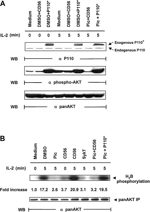 Fig. 4. Rescue of IL-2–induced Akt activation in Syk-impaired cells by constitutively active PI 3-kinase. / (A) IL-2–starved NK92 cells, treated with 25 μM piceatannol or DMSO, were infected with recombinant vaccinia virus encoding P110*, the constitutively active catalytic subunit of PI 3-kinase, or CD56 irrelevant control gene and then were stimulated with IL-2 (100 U/mL) for 5 minutes at 37°C. Cells were analyzed for Akt activation by Western blot analysis with Ser473-specific antibodies. (B) Cells were treated similarly to those in panel A, and whole-cell lysates were analyzed by in vitro kinase assays for Akt activation with H2B as the substrate. The same membranes were stripped and reprobed with anti–pan-Akt. Results are representative of 1 of 4 independent experiments.