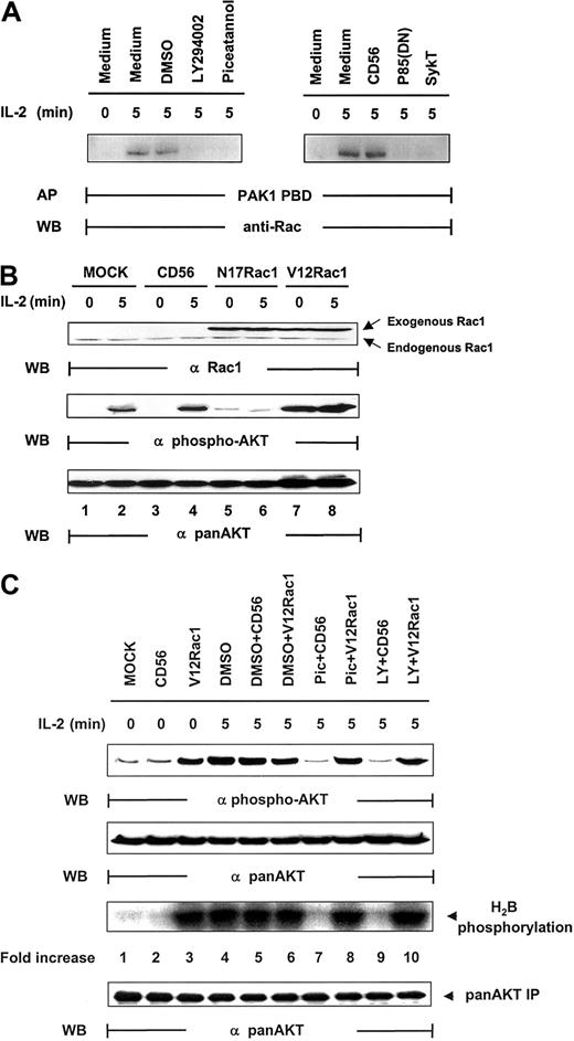 Fig. 5. Regulation of IL-2–mediated Akt activation by Rac1. / (A) IL-2–starved NK92 cells, pretreated by LY294002 (25 μM), piceatannol (25 μM), or DMSO control or infected with recombinant vaccinia virus encoding p85(DN), kinase-deficient Syk (SykT), or CD56 irrelevant control gene, were stimulated with IL-2 (100 U/mL) for 5 minutes at 37°C and analyzed for IL-2–triggered Rac1 activation before and after the impairment of Syk function. Rac1 was immunoprecipitated from NK92 cell lysates and examined for activity by affinity precipitation (AP) with PAK1 PBD, which binds only to activated Rac1-guanosine triphosphate (GTP) but not to inactivated Rac1-guanosine diphosphate (GDP). The IL-2–activated Rac1, Rac1-GTP, was precipitated by PAK1 PBD agarose, then resolved by 12.5% SDS-PAGE and examined by anti-Rac monoclonal antibody provided in the kit. (B) IL-2–starved NK92 cells, infected with recombinant vaccinia virus encoding dominant-negative Rac1 (N17Rac1), constitutively active Rac1 (V12Rac1), or CD56 irrelevant control gene, were stimulated with IL-2 (100 U/mL) for 5 minutes at 37°C. Cells were analyzed for Akt activation by Western blot (WB) analysis. (C) IL-2–starved NK92 cells, treated with 25 μM piceatannol or 25 μM LY294002 or DMSO, were infected with recombinant vaccinia virus encoding constitutively active V12Rac1 or CD56 irrelevant control gene, then stimulated with IL-2 (100 U/mL) for 5 minutes at 37°C. Cells were analyzed for Akt activation by Western blot analysis with Ser473-specific antibody. The same membranes were stripped and reprobed with anti–pan-Akt. In parallel, these NK cells were also analyzed by in vitro kinase assays for Akt activation with H2B as the substrate. Results are representative of 1 of 4 independent experiments.