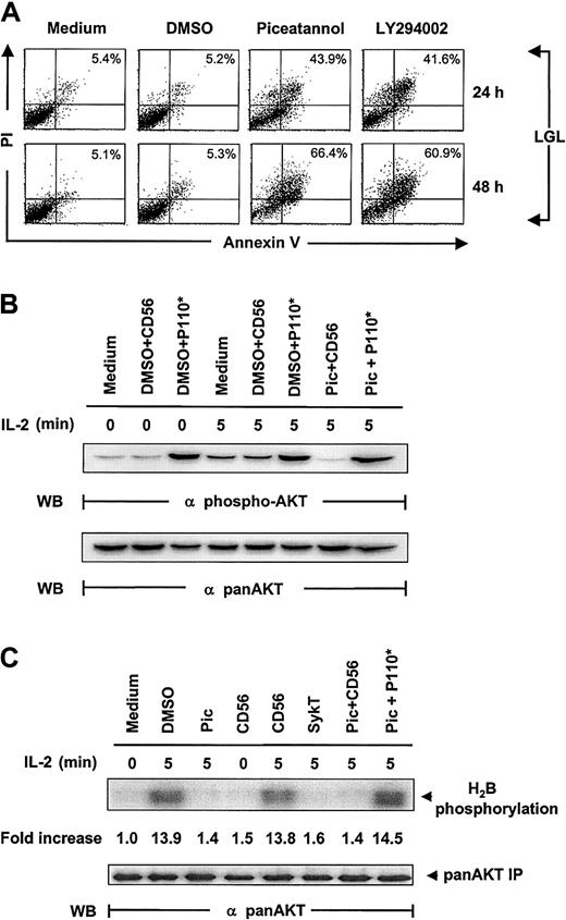 Fig. 6. Confirmation of the critical role of Syk in IL-2 maintained LGL survival. / (A) Human fresh NK (LGL) cells, cultured in complete medium containing 100 U/mL IL-2, were incubated with 25 μM piceatannol, 25 μM LY294002, or DMSO vehicle control and were examined for cellular viability by annexin V–FITC binding and PI uptake. LGL cells were collected at 24 and 48 hours, washed in sample wash buffer, and stained with annexin V–FITC in combination with PI. Annexin V–FITC binding in piceatannol-, LY294002-, or DMSO-treated and untreated NK92 cells is shown. (B) Inhibition of IL-2–induced Akt function by inactivating Syk and the rescue of this inhibition by constitutively active PI 3-kinase. IL-2–starved LGL cells, treated with 25 μM piceatannol or DMSO, were infected with recombinant vaccinia virus encoding the constitutively active catalytic subunit of PI 3-kinase, P110*, or CD56 irrelevant control gene and then were stimulated with IL-2 (100 U/mL) for 5 minutes at 37°C. Cells were analyzed for Akt activation by Western blot analysis with Ser473-specific antibodies. (C) LGL cells were treated as described in panel B, and whole-cell lysates were analyzed by in vitro kinase assays for Akt activation with H2B as the substrate. The same membranes were stripped and reprobed with anti–pan-Akt. Results are representative of 1 of 4 independent experiments.