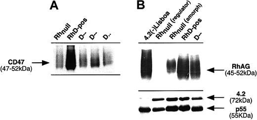 Fig. 2. Immunostaining of RBC membrane proteins from Rh variant red cells. / Antibodies used for immunoblotting were as in Figure 1. (A) Sharp reduction of CD47 in D-- and D. red cells, characterized by the lack of expression of Cc and Ee antigens. (B) Normal migration pattern of RhAG in D-- samples, as compared with the abnormal migration in the 4.2(-) sample, used as control. 4.2-p55 stoichiometry revealed normal expression of protein 4.2 in the D-- sample. Similar results were obtained with the D. and with other D-- samples (not shown).
