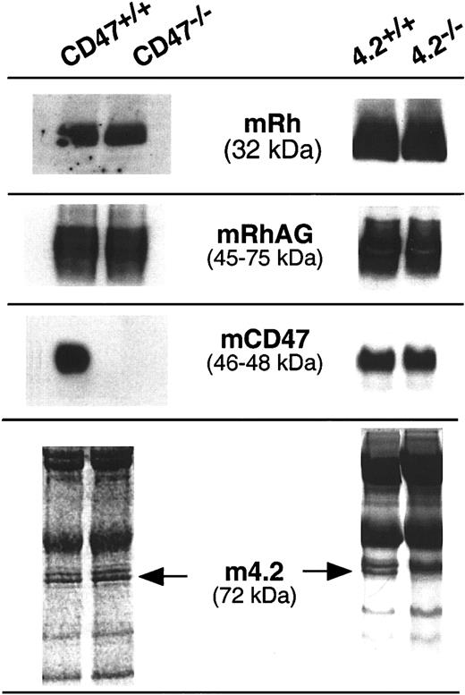 Fig. 3. Western blot analysis of the Rh complex proteins in CD47−/− and 4.2−/− gene-targeted mice. / Murine Rh and RhAG proteins (mRh and mRhAG) were detected by rabbit polyclonal antibodies raised against the C-terminal regions of the human Rh polypeptides) and of the murine RhAG glycoprotein, respectively. Murine CD47 (mCD47) was detected by the miap301 MAb raised against murine CD47. Normal expression of protein 4.2 in CD47−/− mice was deduced after Coomassie or red Ponceau staining of the membrane proteins.
