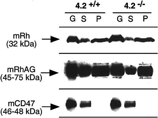 Fig. 5. Comparison of Triton X-100 extractibility of the Rh complex for normal and 4.2−/− gene-targeted mice. / Mouse erythrocyte ghosts (G) were extracted with 1% Triton X-100 and the soluble (S) and pellet (P) fractions were analyzed by immunoblotting using anti–murine Rh complex antibodies, as described in the legend to Figure 3.