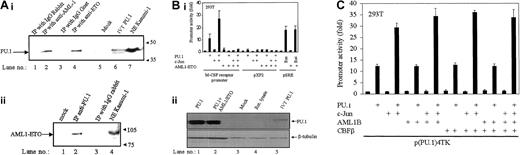 Fig. 1. AML1-ETO binds to PU.1 and down-regulates transactivation capacity of PU.1. / (A) AML1-ETO binds to PU.1 in vivo. (i) Kasumi-1 cell nuclear extracts (200 μg) were immunoprecipitated with rabbit IgG (lane 1), anti-AML1 antibody (lane 2), goat IgG (lane 3), or anti-ETO antibody (lane 4). The immunoprecipitates were subjected to sodium dodecyl sulfate–polyacrylamide gel electrophoresis (SDS-PAGE) along with in vitro translated PU.1 (lane 6) and nuclear extracts (NE; lane 7) and further subjected to immunoblotting with PU.1 antibody. (ii) Kasumi-1 nuclear extracts were immunoprecipitated with anti-PU.1 (lane 2) or IgG (lane 3) and subjected to SDS-PAGE along with nuclear extracts of Kasumi-1 cells (lane 4) and blotted with anti-ETO antibody. (B) AML1-ETO inhibits transactivation capacity of PU.1. (i) 293T cells were transiently transfected with human monocyte-specific M-CSF receptor promoter or promoterless vector pXP2 or pSRE (serum response element) and with expression plasmids of PU.1 (100 ng), c-Jun (50 ng), AML1-ETO (20 ng), and activated Ras (50 ng). Promoter activities (fold) were determined 24 hours after transfection and normalized to the activities of the internal control plasmid pRL0. Data represent mean values of 3 independent experiments. Error bars represent +SEM. (ii) AML1-ETO does not change the expression of cotransfected PU.1. The 293T cells were transfected as shown in Figure 1Bi, and whole cell lysates were subjected to SDS-PAGE followed by immunoblot assay with PU.1-specific antibody. (C) AML1 does not affect transactivation capacity of PU.1. The 293T cells transfected with p(PU.1)4TK-luc and expression plasmids of PU.1 (100 ng), c-Jun (50 ng), AML1 (50 ng), or CBFβ (50 ng), PU.1, c-Jun, AML1, and CBFβ had no effects on negative control p(mut.PU.1)4TK (data not shown).