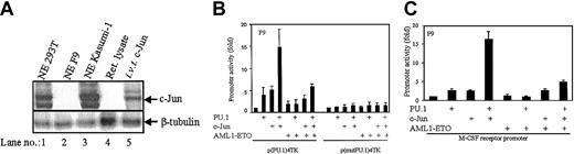 Fig. 2. AML1-ETO inhibits coactivation of PU.1 by c-Jun. / (A) F9 cells do not express c-Jun. Nuclear extracts (100 μg) of 293T, F9, and Kasumi-1 cells along with in vitro–translated c-Jun were subjected to SDS-PAGE and immunoblotted for c-Jun. (B) AML1-ETO inhibits PU.1/c-Jun transactivation capacity. F9 cells were transfected with p(PU.1)4TK, a minimal TK promoter driven by PU.1 DNA-binding sites only or control vector p(mut.PU.1)4TK along with expression plasmids of PU.1 (100 ng), c-Jun (50 ng), and AML1-ETO (20 ng). (C) AML1-ETO down-regulates the PU.1-regulated M-CSF receptor promoter activity by inhibiting PU.1/c-Jun function. F9 cells were transfected with M-CSF receptor promoter and PU.1 (100 ng), c-Jun (50 ng), and AML1-ETO (20 ng). PU.1, c-Jun, and AML1-ETO had no effects on control vector pXP2 (data not shown).