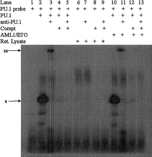 Fig. 4. AML1-ETO does not change the DNA binding of PU.1. / The PU.1-binding sequence from the CD11b promoter was chosen and labeled with γ32p-dATP (lane 1), incubated with in vitro–translated PU.1 (lane 2), or in vitro–translated PU.1 and anti-PU.1 antibody (lane 3). As a competitor, unlabeled probe was used in 100 molar excess with (lane 5) and without (lane 4) anti-PU.1 antibody. To investigate if this binding and supershift is specific for PU.1, similar experiments were performed with rabbit reticulocyte lysate (lanes 6-9). In presence of AML1-ETO, PU.1 still binds to its DNA (lane 10) and supershifts with anti-PU.1 antibody (lane 11). In presence of AML 4-ETO and competitor probe alone (lane 12) or plus anti-PU.1 antibody (lane 13), no binding of PU.1 was observed. To the left of blots, ss indicates supershift; s, shift.