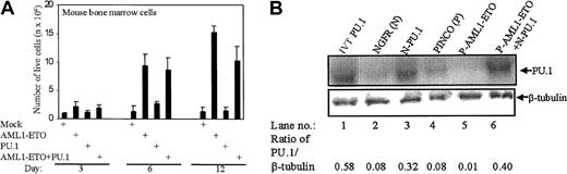 Fig. 6. The antiproliferative effect of PU.1 is down-regulated by AML1-ETO in mouse bone marrow cells. / (A) AML1-ETO causes proliferation in mouse bone marrow cells. Live transduced mouse bone marrow cells with PU.1, AML1-ETO, or PU.1 and AML1-ETO were counted on days 3, 6, and 12 after trypan blue staining. Because both the empty vectors gave the same cell count, only one vector (PINCO) has been represented as mock. (B) Expression of PU.1 in mouse bone marrow cells. The cells of the transduction described in the legend to Panel A were lysed and immunoblot assays were performed for PU.1 and β-tubulin. NGFR (N; lysate of empty vector of PU.1), N-PU.1 (NGFR-PU.1–transduced cells), PINCO (P; lysate of empty vector of AML1-ETO–transduced cells), P-AML1-ETO (lysate of PINCO-AML1-ETO–transduced cells), and P-AML1-ETO+N-PU.1 (lysate of PINCO-AML1-ETO– and NGFR-PU.1–transduced cells) were analyzed. The ratio of PU.1/β-tubulin was calculated after densitometric quantification of the bands.