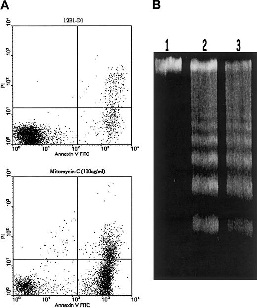 Fig. 2. Apoptosis induction of 12B1-D1 cells by Mit-C treatment. / (A) 12B1-D1 cells were treated with 100 μg/mL Mit-C for 1 hour, washed, and then cultured in complete media for an additional 6 hours. Induction of apoptosis was assessed by annexin V and PI staining. (B) DNA fragmentation analysis. DNA extracted from either 12B1-D1 cells (lane 1) or from 12B1-D1 cells that had been treated with Mit-C for 1 hour and recultured in complete media for additional 6 hours (lane 2) or 24 hours (lane 3).