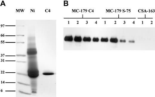 Fig. 1. Purification and binding of PpMC-179. / (A) Purification of PpMC-179 from culture supernatant. Proteins were separated on a nonreducing SDS-PAGE gel and stained with Coomassie blue. MW indicates molecular weight standards; Ni, protein eluate from Ni-NTA chromatography; and C4, pooled protein fractions from reverse phase C4-HPLC column. Sizes of molecular weight standards are illustrated. (B) Binding of PpMC-179 to CD36. CD36 bound to PVDF membranes was detected using MoAb-179 followed by HRP-conjugated goat antimouse IgG and visualized using chemiluminescence. Proteins bound to Ni-NTA beads are shown and include PpMC-179 purified on a C4 column (final product), PpMC-179 from the Superdex-75 (S-75) column, and CSA-163 as the negative control. Lanes 1 to 4 had 5 μg, 1 μg, 0.5 μg, and 0.05 μg recombinant protein on beads, respectively.