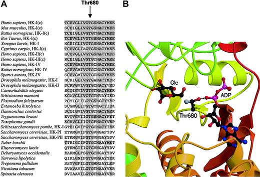 Fig. 2. Thr680 is a critical residue in the active site of HK and is highly conserved among hexokinases from other species. / (A) Amino acid alignment of the region surrounding human HK-I residue Thr680 among 30 hexokinases. Where applicable, specific isozymes are denoted. Conserved residues compared with human HK-I are in shaded gray. The “c” in parentheses refers to the C-terminal domain of HK. (B) Schematic drawing of the active site of HK-I shows Thr680, bound glucose, and adenosine diphosphate (ADP) in ball-and-stick representation (atom coloring: carbon, black; oxygen, red; nitrogen, blue; and phosphor, magenta). The carbon atom that is absent in the Thr680Ser mutant is colored gray. Illustrated is the central position occupied by Thr680 in the active site where it is located at the tip of a loop and makes a hydrogen bond with the α-phosphoryl group of ADP. This figure was generated from the atomic coordinates of the HK-I ADP/glucose complex7 (protein data bank entry 1DGK) using computer programs Molscript22 and Raster3D.23