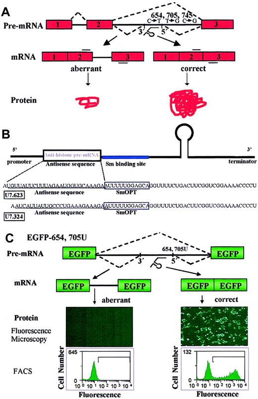 Fig. 1. Correction of aberrant splicing by modified U7 snRNAs. / (A) Correction of splicing of β-globin pre-mRNA by modified snRNAs. Boxes indicate exons; lines, introns; short bars above and below RNA, primers used in PCR and RT-PCR analysis. The dashed lines represent correct and aberrant splicing pathways. The modified U7 snRNA targeted to the 623 sequence (U7.623, see “Materials and methods”) is depicted under the pre-mRNA. (B) Structure of modified U7 snRNA constructs. Wild-type U7 snRNA includes a stem-loop structure, the U7-specific Sm sequence, and a sequence antisense to the 3′ end of histone pre-mRNA. The promoter and 3′ terminator regions are indicated. In modified U7 snRNAs, the Sm and antisense sequences were replaced with the spliceosomal Sm sequence SmOPT55 and with antisense sequences targeted to the β-globin pre-mRNA (see “Materials and methods”). The SmOPT site is boxed and the antisense sequences are underlined. (C) Splicing modification antisense assay. Cells lines were created stably expressing the enhanced green fluorescence (EGFP) gene in which the coding sequence was interrupted by the IVS2-654 or IVS2-705U β-globin intron 2 (see “Results”). Proper splicing and translation of EGFP-654 or EGFP-705U elicited by modified antisense U7 snRNA and visualized by either fluorescence microscopy (middle panels; magnification × 4) or flow cytometry (bottom panels) provide a positive readout for antisense activity. In this and subsequent figures histograms plot EGFP fluorescence intensity versus cell number.