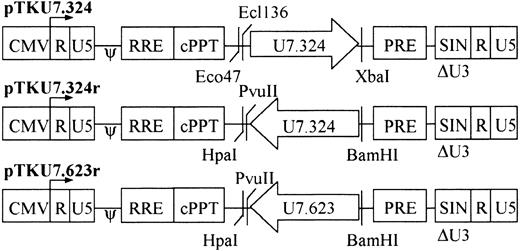 Fig. 4. Lentiviral vector design. / The modified U7 snRNA genes were inserted between the central polypurine track of HIV-1 (cPPT) and the downstream long terminal repeat (LTR) of the pTK134 plasmid (“Materials and methods”) in forward (pTKU7.324) or reverse (pTKU7.324r, pTKU7.623r) orientations. Transcription of the full-length vector RNA was driven by human cytomegalovirus (CMV) promoter. The vector also contains a packaging signal (ψ), the Rev response element (RRE), a sequence containing the woodchuck hepatitis virus posttranscriptional regulatory element (PRE), and a self-inactivating (SIN) deletion in the U3 region of the downstream LTR.