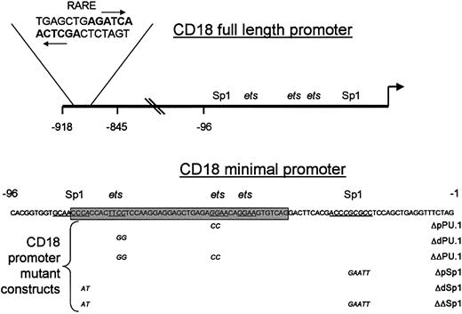 Fig. 1. Diagrammatic illustration of the CD18 promoter and binding site mutants. / Diagram of the CD18 promoter with the sequence of the RARE shown in bold; arrows indicate the location and orientation of the half-sites. The positions of the Sp1 and ets family–binding sites within the CD18(−96) minimal promoter are underlined, and theets cluster is shaded. The sequences of the CD18 minimal promoter and relevant mutations are presented.