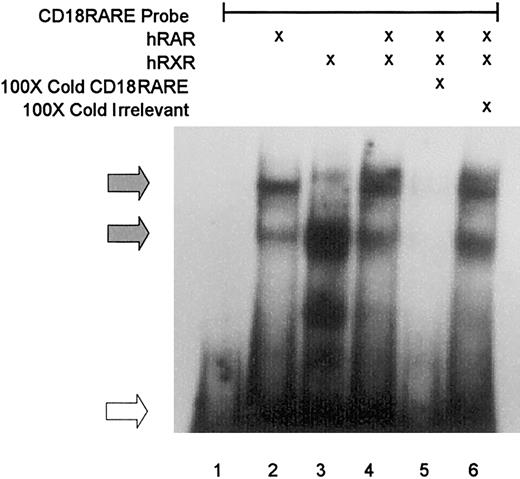 Fig. 2. CD18 RARE binding of RAR and RXR. / EMSA was performed following incubation of32P-radiolabeled CD18 RARE probe with human RAR (hRAR) and/or no added protein (lane 1), hRXR (lanes 2-6), and competition with 100-fold molar excess of unlabeled homologous probe (lane 5) or irrelevant probe (lane 6). Filled arrows indicate RAR/RXR–binding species, and the open arrow indicates unbound probe.