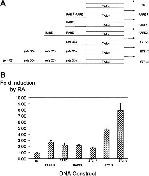 Fig. 6. Effect of CD18 RARE and proximal promoterets sites on RA responsiveness of a heterologous promoter. / The CD18 RARE and proximal promoter ets sites function independently to confer RA responsiveness to a heterologous promoter. (A) Diagrammatic representation of the TK/luc promoter, RARβ-RARE-TK/luc, RARE1-TK/luc, RARE2-TK/luc,ets-1–TK/luc, ets-3–TK/luc, andets-4–TK/luc. (B) The indicated promoter constructs were stably transfected into U937 cells, and responsiveness to RA was measured, as described in the legend to Figure 3. All data represent the mean and standard error of at least 3 independent clones, each tested in at least triplicate.