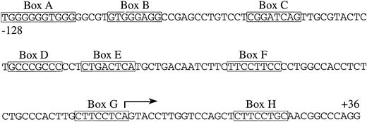 Fig. 2. Nucleotide sequence of the promoter region of theCD11c gene. / Numbering is relative to the major site of transcription initiation, which is indicated by a bent arrow.9 Boxed are thecis-acting control elements that were assessed for their functional importance by deletion and mutation analysis (Figure 3).