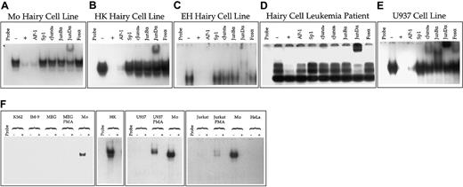 Fig. 5. AP-1 expression in hairy and nonhairy cells. / (A-E) Analysis of AP-1 interaction with Box E in hairy and nonhairy cells. The radiolabeled DNA fragment CD11c Box E containing Box E (Figure 2) was incubated with no nuclear extract (Probe) or 1.3 μg of nuclear extract prepared from the hairy cell lines Mo (A); HK (B); or EH (C); the neoplastic lymphocytes of a patient with HCL (D); or U937 cells treated for 24 hours with PMA (E). Binding reactions were performed in the absence (−) or presence (+) of a 500-fold molar excess of unlabeled probe or double-stranded DNA fragments purchased from Stratagene Cloning Systems that represent consensus binding sites for AP-1 and Sp1. DNA-protein binding reactions were also performed with no competitor after rabbit polyclonal antibodies that specifically interact with c-Jun (cJunαa, cJunαb), JunB (JunBα), JunD (JunDα) or the Fos family (Fosα) were incubated with nuclear extracts. (F) Cellular distribution of AP-1 interaction with Box E. EMSA was performed using the radiolabeled DNA fragment CD11c Box E incubated with no nuclear extract (Probe) or 1.3 μg of nuclear extract prepared from MEG-01 cells induced for 24 hours with PMA; MEG-01 cells untreated with PMA; Mo hairy cells; HK hairy cells; U937 cells induced for 24 hours with PMA; U937 cells untreated with PMA; Jurkat cells induced for 24 hours with PMA; Jurkat cells untreated with PMA; K562; HeLa; or IM-9 cells. Binding reactions were performed either in the absence (−) of unlabeled specific competitor DNA or in the presence (+) of a 500-fold molar excess of unlabeled CD11c Box E.