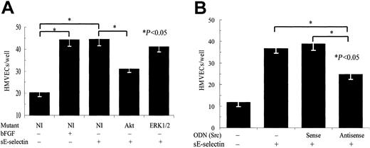 Fig. 2. HMVECs transfected with the Akt dominant-negative mutant or Src antisense oligonucleotides showed significantly less sE-selectin–mediated chemotaxis. / (A) HMVECs were transiently transfected with pcDNA3 plasmids containing ERK1/2 or Akt dominant-negative mutants. Plasmids with no insert were used as a negative control. At 72 hours after transfections, HMVEC chemotaxis was performed. (B) HMVECs were transiently transfected with c-Src antisense ODN or control sense ODN. At 16 hours after transfections, HMVEC chemotaxis was performed. Results are expressed as the mean number of cells migrating through the membrane per well ± SEM from 4 independent experiments. *Represents a significant difference (P < .05) between the respective groups. HMVECs transfected with an Akt mutant or Src antisense ODN showed significant inhibition of sE-selectin–mediated chemotaxis, whereas HMVECs transfected with an ERK1/2 mutant failed to show significant inhibition.