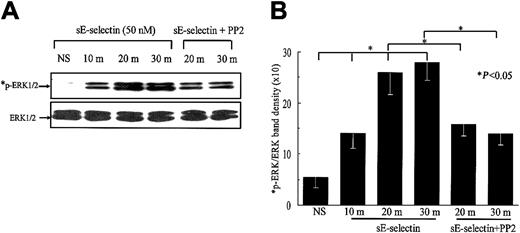 Fig. 4. sE-selectin induces a time-dependent increase in ERK1/2 phosphorylation. / HMVECs were stimulated with 50 nM sE-selectin for various time points as indicated (m indicates minutes; NS, nonstimulated). In the inhibition study, HMVECs were pretreated with PP2 (10 μM) for 2 hours prior to stimulating with sE-selectin, and PP2 was also present during the stimulation with sE-selectin. Cell extracts were prepared and the protein content in each sample was quantified. Samples (20 μg each) were resolved by 10% SDS-PAGE and probed with rabbit antihuman phospho-ERK1/2 (*p-ERK1/2) antibody. To verify equal loading, the blots were stripped and reprobed with rabbit antihuman ERK1/2 antibody. (A) Representative blot from 3 independent experiments. (B) The ratio of p-ERK1/2 to ERK1/2 band density ± SEM from 3 independent experiments. *Represents a significant difference (P < .05) between the respective groups. sE-selectin induced a marked increase in ERK1/2 phosphorylation at 10, 20, and 30 minutes after stimulation. Pretreatment of HMVECs with PP2 significantly inhibited ERK1/2 phosphorylation.