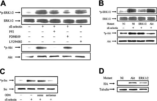 Fig. 6. sE-selectin induces phosphorylation of ERK1/2 and Akt independent of each other. / (A) HMVECs were stimulated with 50 nM sE-selectin for 30 minutes. In the inhibition study, HMVECs were pretreated with either PP2, PD98059, or LY294002 (10 μM) for 2 hours prior to stimulating with sE-selectin. Cell extracts were prepared and the protein content in each sample was quantitated. Of each sample, 20 μg was resolved by 10% SDS-PAGE and probed with rabbit antihuman phospho-ERK1/2 (*p-ERK1/2) or rabbit antihuman phospho-Akt (*p-Akt) antibodies. To verify equal loading, the blots were stripped and reprobed with rabbit antihuman ERK1/2 or Akt antibody. (B) HMVECs transfected with pcDNA3 containing no insert or ERK1/2 or Akt mutant were stimulated with sE-selectin for 30 minutes and cell lysates were prepared. Cell extracts were resolved by 10% SDS-PAGE and probed with rabbit antihuman phospho-ERK1/2 (*p-ERK1/2) or rabbit antihuman phospho-Akt (*p-Akt) antibodies. Equal loading was verified by stripping the blots and reprobing with rabbit anti-ERK1/2 or Akt antibody. (C) HMVECs transfected with Src sense or antisense ODNs were stimulated with sE-selectin for 20 minutes and cell lysates were prepared. Cell extracts were resolved by 10% SDS-PAGE and probed with rabbit antihuman phospho-Src (*p-Src) antibody. Equal loading was verified by stripping the blots and reprobing with rabbit anti-Src antibody. (D) Cell lysates from HMVECs transfected with pcDNA3 containing no insert, Akt, or ERK mutants were resolved by 10% SDS-PAGE and probed with mouse monoclonal anti-HA antibody. Equal loading was verified by stripping the blots and reprobing with mouse monoclonal antitubulin antibody. sE-selectin induced a time-dependent increase in Akt and ERK1/2 phosphorylation via Src kinase.