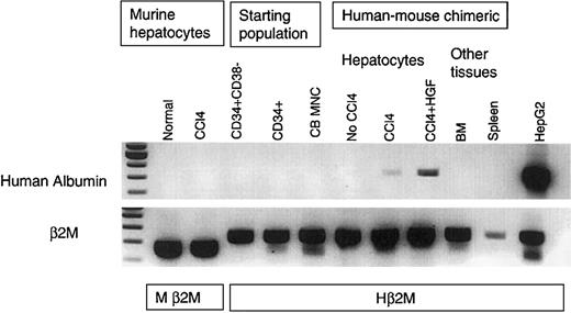 Fig. 2. Human albumin mRNA was specifically expressed after injury in the human stem cell–engrafted NOD/SCID mouse liver. / Total cellular RNA was extracted from the human-mouse chimeric hepatocytes plus injured and noninjured controls, and Oligo (dT) was used to prime first-strand synthesis from equivalent levels of RNA. Human-specific albumin primers were used for PCR in comparison with human and murine-specific β2M, and amplifications were halted in log phase. Nontransplanted NOD/SCID mouse liver, including injured (CCl4-treated) mouse liver, did not express human albumin. There was no albumin expression in human cord blood mononuclear cells, or in the purified CD34+38−or CD34+ starting populations. There was no albumin expression in the human-mouse chimeric liver, marrow, or spleen in the absence of injury. However, in the human-mouse chimeric liver, CCl4 treatment induced human albumin expression. There was increased albumin expression after rhHGF was injected into mice that underwent stem cell transplantation that had received liver damage. HepG2 was used as positive control. Human β2M (Hβ2M) and murine β2M (Mβ2M) were internal controls for densitometry. RNA analyses were repeated 4 times, using different samples, with the same results. The first lane shows molecular weight markers.