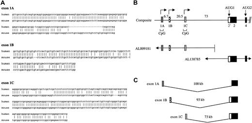 Fig. 1. Alternative 5′ exons of the 4.1R gene. / (A) Sequence comparison of human versus mouse alternative 4.1R 5′ exons. The orthologous exons had the following sequence identities: 1A, 72% over a region of 142 nt; 1B, 79% over 107 nt; and 1C, 83% over 159 nt. Origins of sequences: for exon 1A, mouse sequence was from AA014918, and human from M61733 and BG943340. For exon 1B, mouse sequence was from L00919, while the human sequence was deduced by comparing the mouse 1B sequence to human genomic sequence downstream of exon 1A. That the predicted human 1B can splice to exon 2 was confirmed by RT-PCR analysis (Figure 3). For exon 1C, human sequence was from AL041809, while mouse sequence was derived from a 5′ RACE product from mouse spleen (results not shown). (B) Structure of the 5′ region of the 4.1R gene. The genomic map was constructed from overlapping BAC human genomic clones derived from high-throughput genomic sequences. Distances between exons (in kilobases) are indicated, and the location of CpG islands is shown. (C) Model showing independent splicing of alternative 5′ exons to downstream exon 2, to generate 3 4.1R transcript classes with different 5′ end sequences.